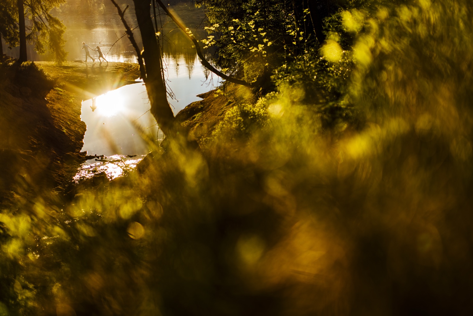 Goldenes Abendlicht fällt durch die Baumkronen